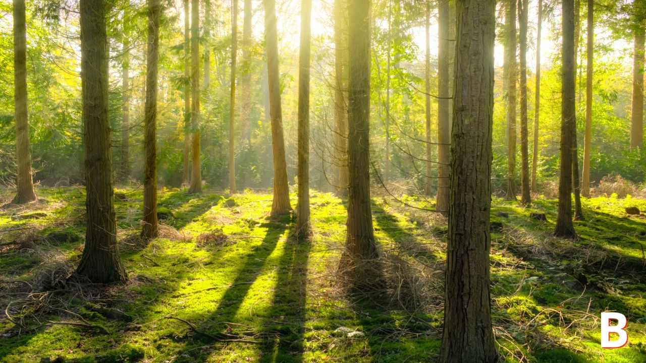 avantages investir forêt