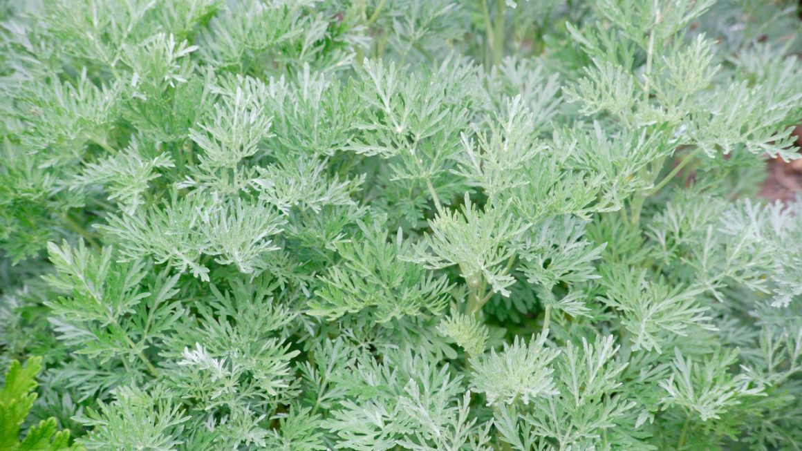 Artemisia Annua bienfaits