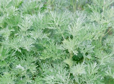 Artemisia Annua bienfaits