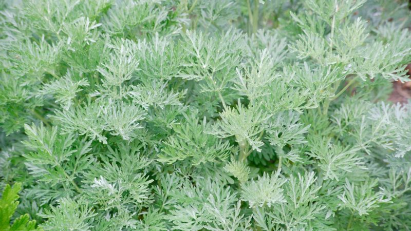 Artemisia Annua bienfaits
