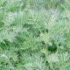 Artemisia Annua bienfaits