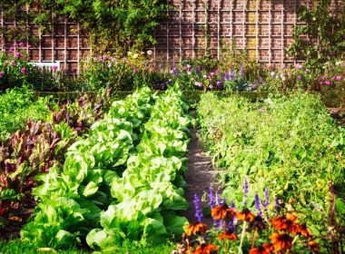 Elle cueillait les légumes de son potager, femme perd la vie