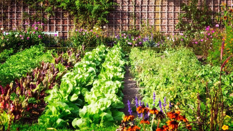 Elle cueillait les légumes de son potager, femme perd la vie