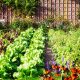 Elle cueillait les légumes de son potager, femme perd la vie