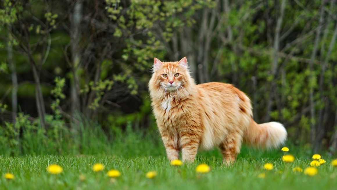 Chaleur danger chat jardin