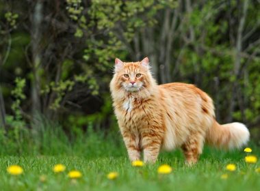 Chaleur danger chat jardin