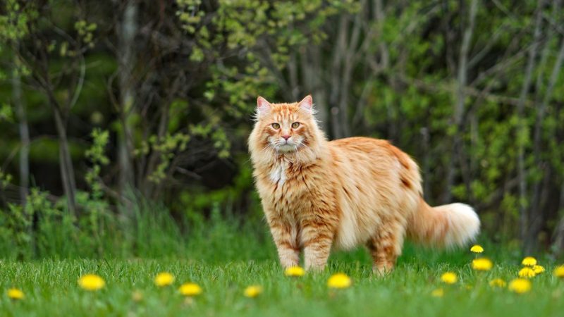 Chaleur danger chat jardin
