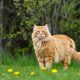 Chaleur danger chat jardin