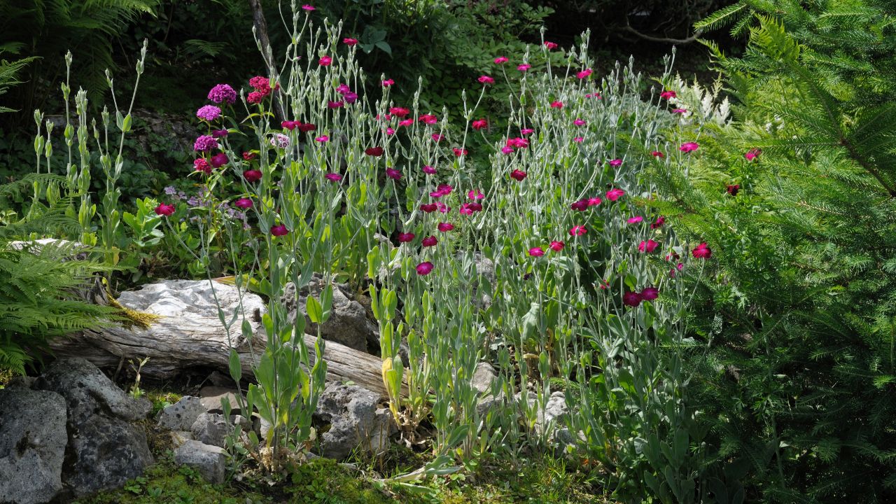 Coquelourde des jardins entretien