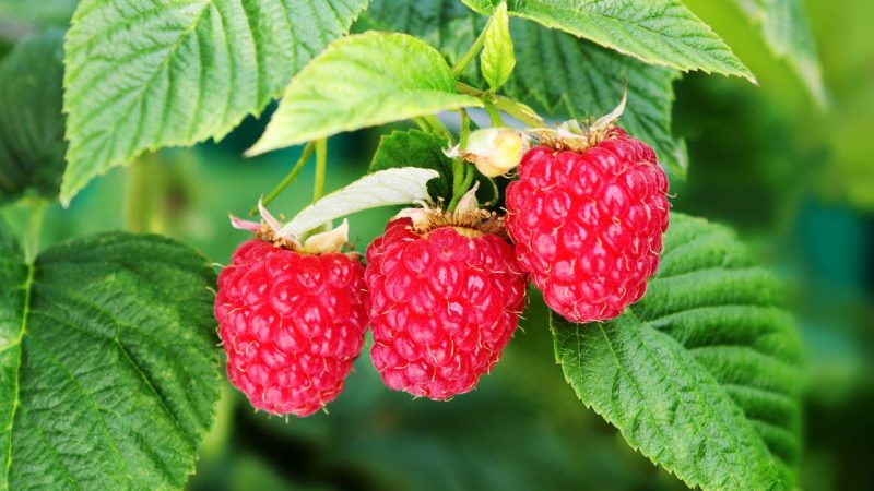 Framboisiers entretien juin récolte gratuite