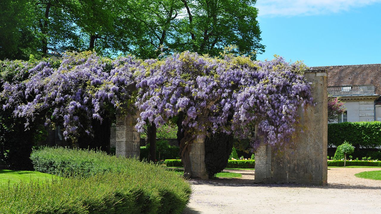 Glycine