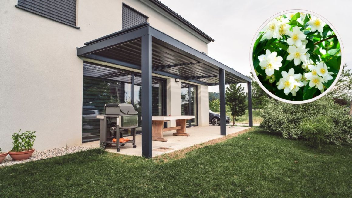 plantes embellir pergola