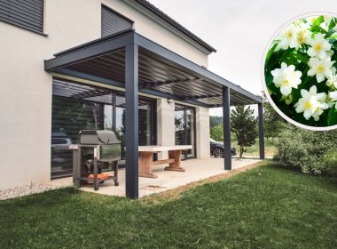 plantes embellir pergola
