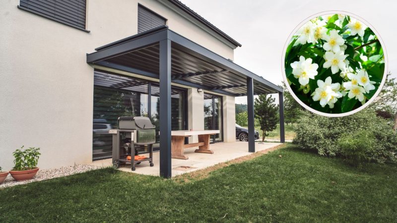 plantes embellir pergola