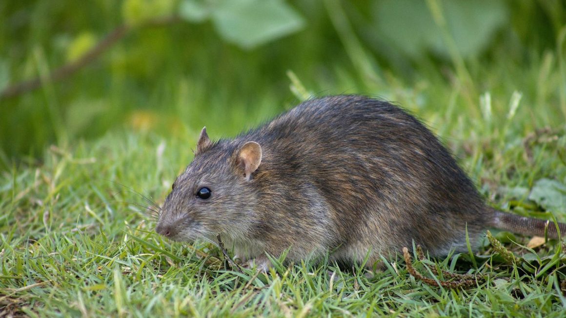 Rats jardin erreurs à éviter l'été
