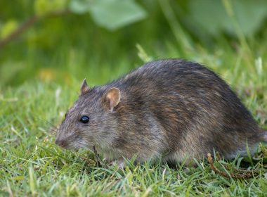Rats jardin erreurs à éviter l'été
