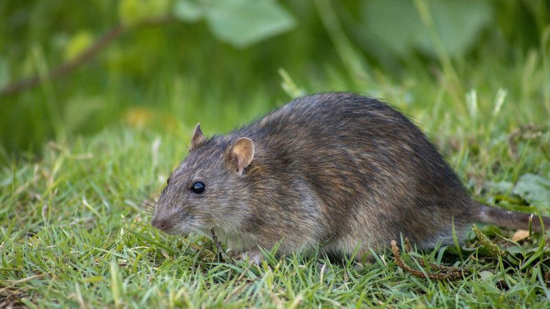 Rats jardin erreurs à éviter l'été