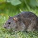 Rats jardin erreurs à éviter l'été