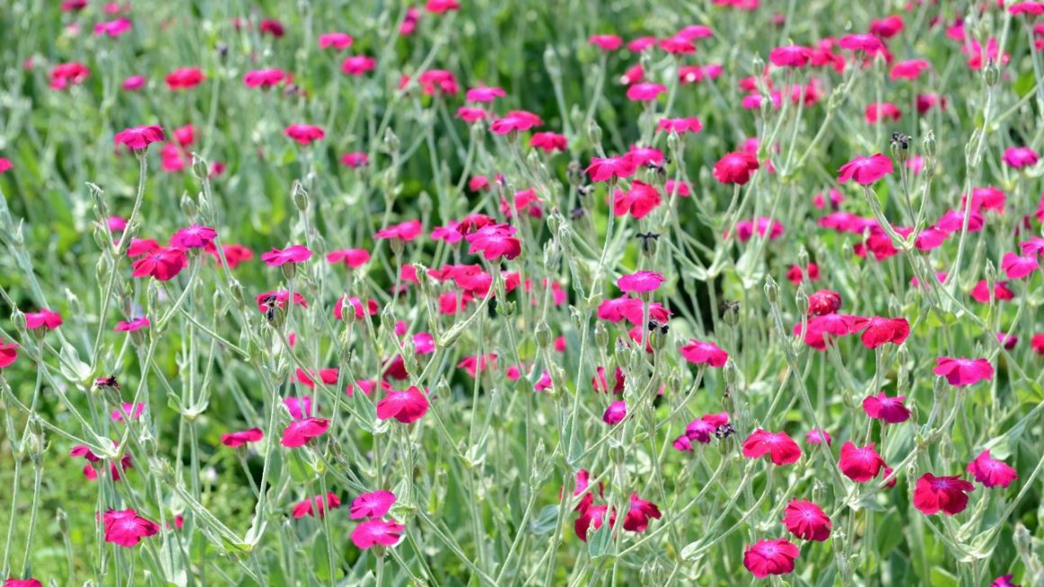 Splendide vivace ancienne jardin