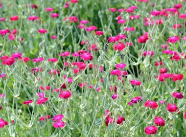 Splendide vivace ancienne jardin