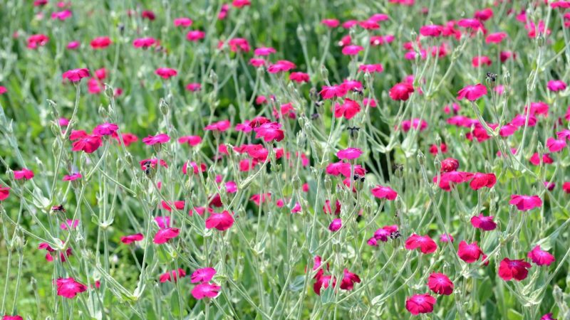 Splendide vivace ancienne jardin