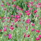 Splendide vivace ancienne jardin
