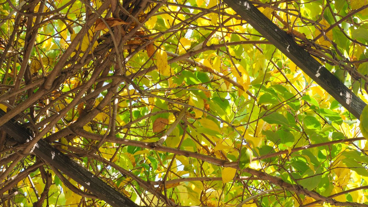 Vigne vierge