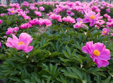 Vivaces centenaires jardin
