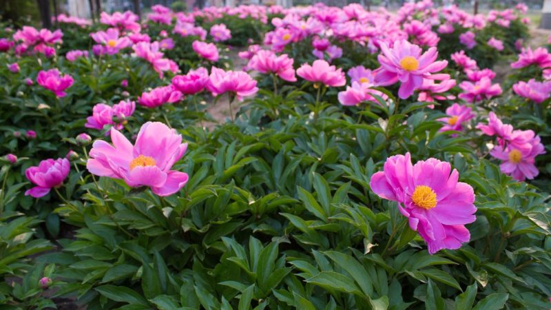 Vivaces centenaires jardin