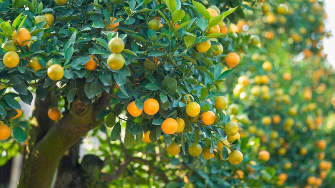 Arbres fruitiers croissance rapide