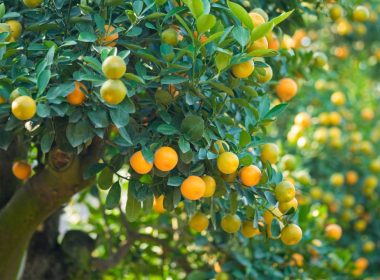 Arbres fruitiers croissance rapide