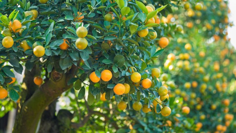 Arbres fruitiers croissance rapide