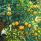 Arbres fruitiers croissance rapide