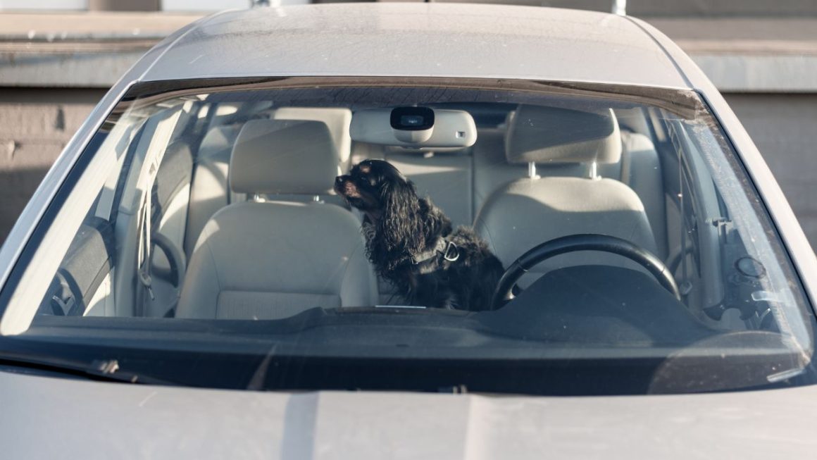 Chien enfermé voiture canicule