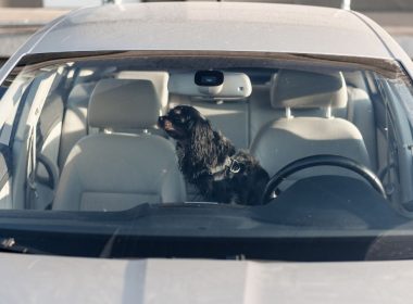 Chien enfermé voiture canicule