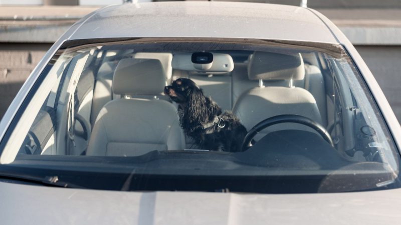 Chien enfermé voiture canicule