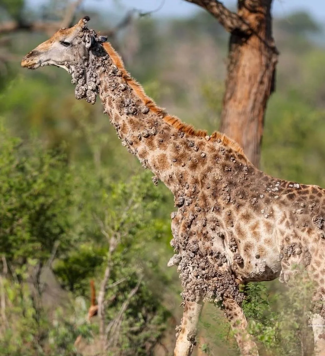 Girafe infectée par une maladie Parc Kruger