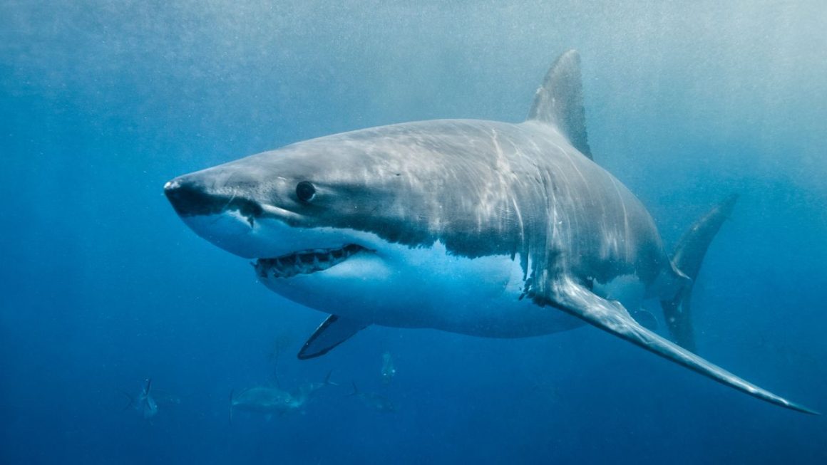 Grand requin blanc porquerolles