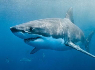 Grand requin blanc porquerolles