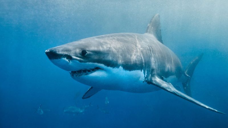 Grand requin blanc porquerolles