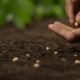 Légumes à semer début août pour une récolte automne/hiver