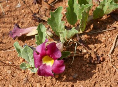 Morphine naturelle plante douleurs