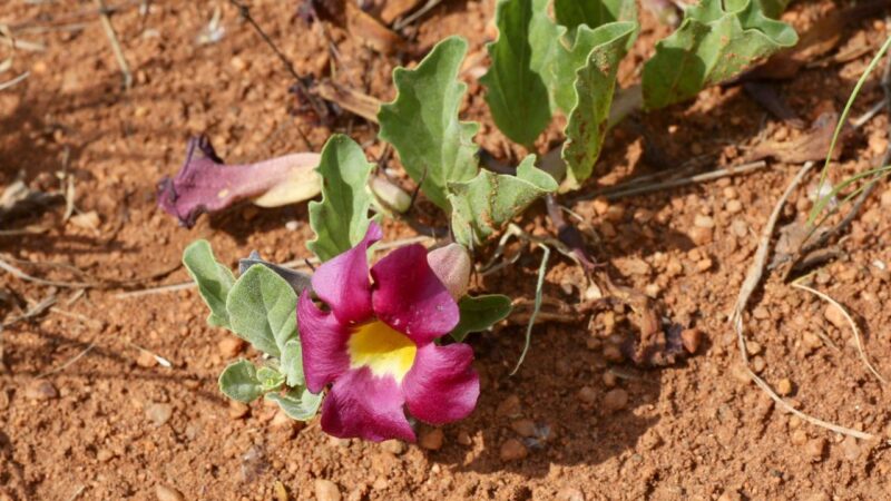 Morphine naturelle plante douleurs