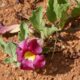 Morphine naturelle plante douleurs