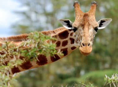Photographe girafe découverte bouleversante