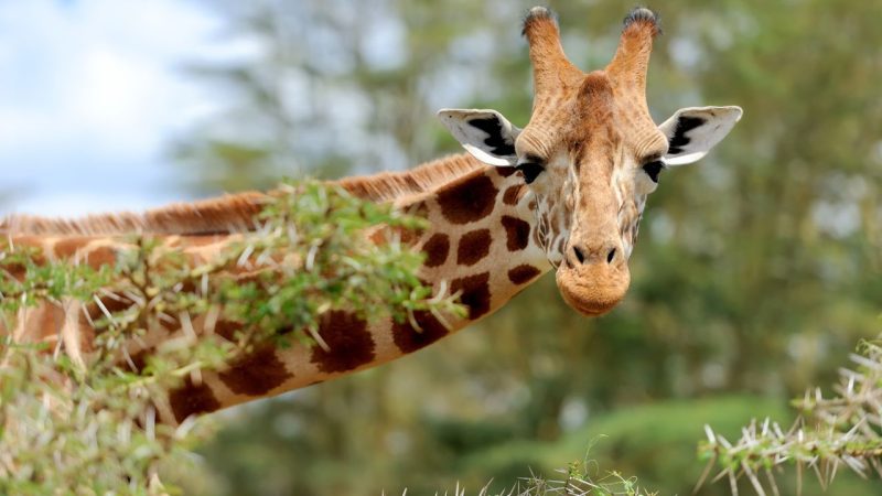 Photographe girafe découverte bouleversante