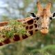 Photographe girafe découverte bouleversante