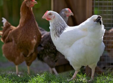 Idées poules