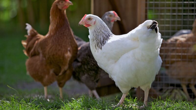 Idées poules