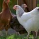 Idées poules